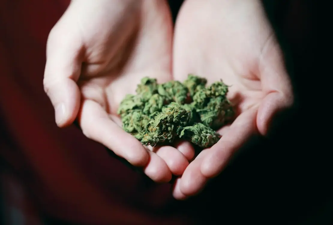 maconha de altissima qualidade Jeeter Juice