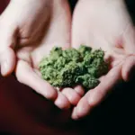 maconha de altissima qualidade Jeeter Juice