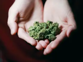 maconha de altissima qualidade Jeeter Juice