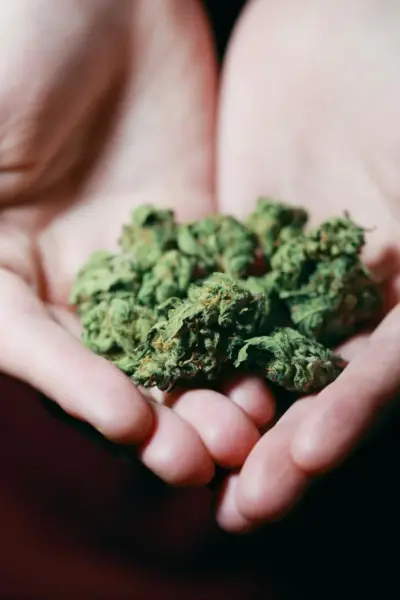 maconha de altissima qualidade Jeeter Juice